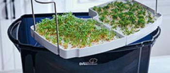 Выращивание овощей и зелени на подоконнике: как создать мини-огород дома