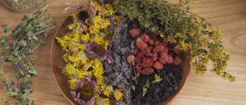 Сбор и заготовка лекарственных трав: как сохранить летнюю пользу на весь год