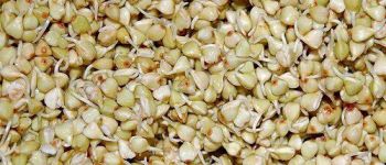 Сравнение проращивателей