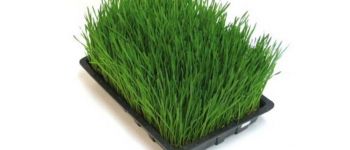 Новинка для любителей продуктов с огорода и проростков