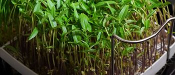 Как проращивать зерно в домашних условиях