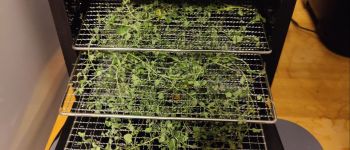 Дегидратор RAWMID RCD-06 маленький, да удаленький